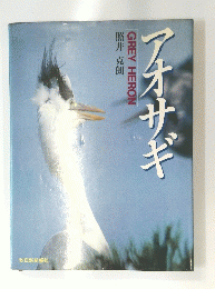 アオサギ