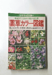 薬草カラー図鑑