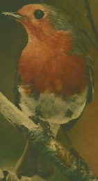 Birds of Britain and Europe　IN COLOUR