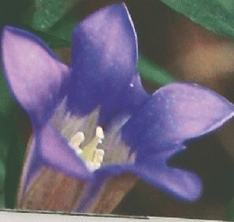 植物の世界　26　10/9　リンドウ トルコギキョウ
