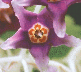 植物の世界　18 8/14　イワタバコ セントポーリア