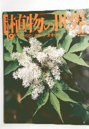 植物の世界　19　8月21日号　ジャスミン　オリーブオオバコ