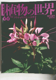 植物の世界 66　7月23日号　フウチョウソウ ハタザオ