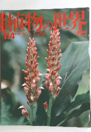 植物の世界　　114　　カンナ ショウガ