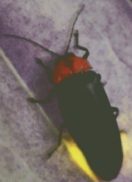 しぜん　ほたる　6号