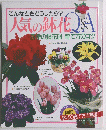 こんなときどうしたら?人気の鉢花