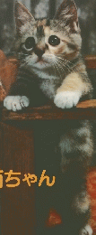 子猫ちゃん