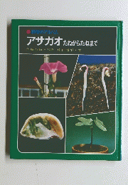 アサガオたねからたねまで　