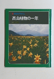 高山植物の一年