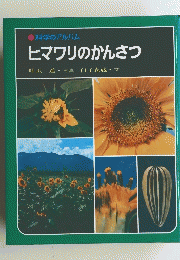 科学のアルバム ヒマワリのかんさつ　