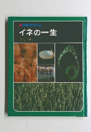 イネの一生