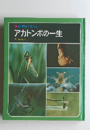 アカトンボの一生