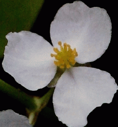 植物の世界 125号　9/15号