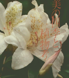 奄美の季と植物考