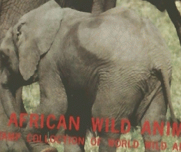 アフリカの野生動物