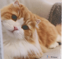 ねこのきもち　2024年12月号　