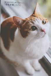 ねこのきもち　2023　3　猫の負担を思うと考えておきたい 「自宅避難」のこと