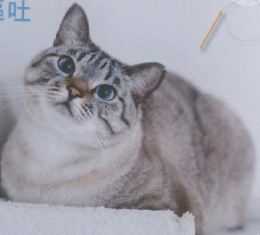 ねこのきもち　２０２４年7月号　Vol.２３０
