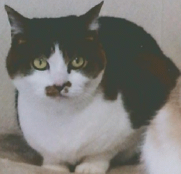 ねこのきもち　2024年4月号