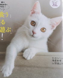 ねこのきもち　