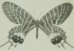 TSUISONo40