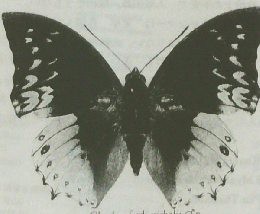 TSUISO　No. 1422　2012年5/12号