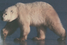 ALASKAN WILDLIFE