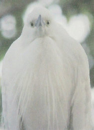 野鳥園だより 第76号 2011年3月号