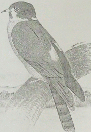 野鳥園だより　26号　昭和61年3月号