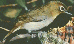神戸の野鳥