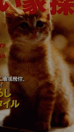 いなか暮らしの本　２０１２年１１月号　