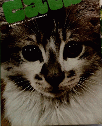 cats photographs by creszentia & ted allen