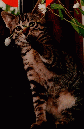 LOVE　CAT　