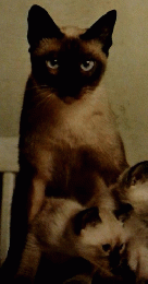Lovely Cat