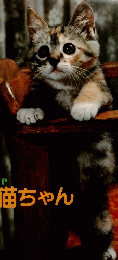 子猫ちゃん