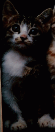 子ねこ