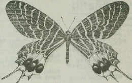 The Weekly Butterfly's 　TSUISO No.613　1989年11月号　
