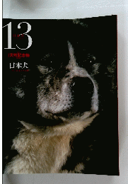 日本犬13