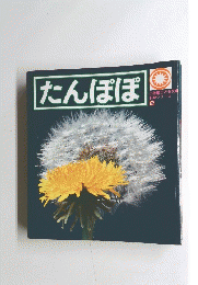 たんぽぽ 2
