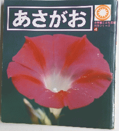 あさがお　4