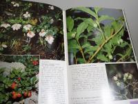 日本アルプスの花と蝶
