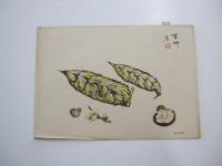 日本南画実習帖　第一巻　蔬菜篇
