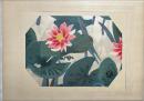 亀井藤兵衛　木版画【水蓮】花五十題の内　