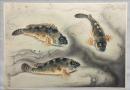 大野麦風木版画　【カサゴ】大日本魚類画集