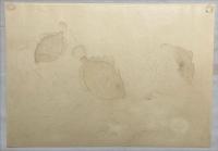 大野麦風木版画　【カワハギ】大日本魚類画集