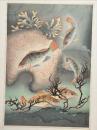 大野麦風木版画 【メバル】大日本魚類画集