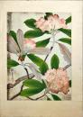 池田瑞月木版画　草花画譜の内【石楠花】