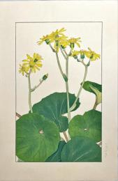 杉浦非水木版画　百花譜の内【つはぶき】