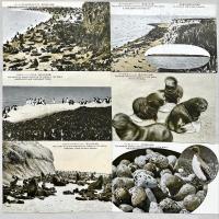 樺太みやげ　珍奇・壮観ー国宝ー海豹島の実況　絵葉書8枚