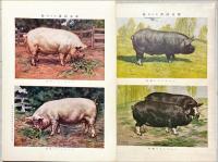 家畜図譜　揃15枚　解説付